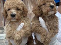 Minyatür poodle yavrularımız 