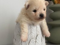 A Kalite Pomeranian Bebekleri