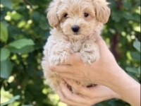 Maltipoo Safkan