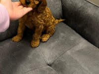 4 YAVRU TOY POODLE