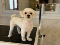 Köpeğimizi eşleştirmek için kızımıza koca arıyoruz