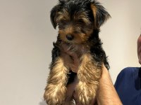 2 aylık yavru yorkshire terrier