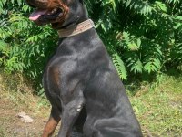 İri yapılı doberman yavruları