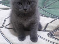 80 GUNLUK KEDİMİZ NARİN SEVGİ DOLU YUMURCAK