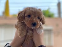 2 aylık dişi Maltipoo aşıları yapıldı