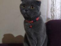 Eğitimli scottish fold kedisi