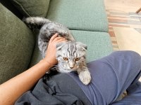 Sevgi pıtırcığı scottish fold