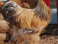 BUFF BARRET BRAHMA KULUÇKALIK YUMURTA & CİVCİV