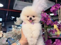 A kalite pomeranian boo