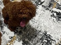 RUHSATLI EĞİTİM MERKEZİMİZDEN POODLE YAVRULARIM