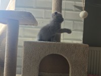 Koca kafa scottish fold bebekler