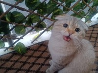 Scottish fold kedimize sıcak yuva arıyoruz