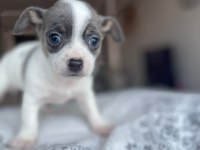 Mavi gözlü özel chihuahua istanbul