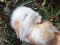 Sevimli teddy widder Tavşan yavruları