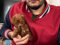 2 aylık yavru toy poodle