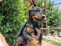 King Doberman Köpeği