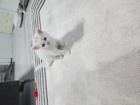 Acil izmir içi scottish fold