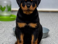 A şecereli anne babadan rottweiler yavrular kapıda ödeme