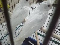 Evcil albino sultan papağanı yavrular