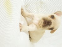 Merle Paltinyum Lilac Blue French Bulldog