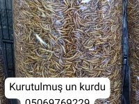 Un kurdu canlı kurutulmuş morio kurdu