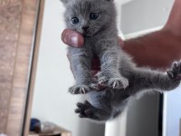 Orijinal ırk scottish fold