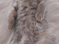 3 aylık dişi british shorthair yavrumuz