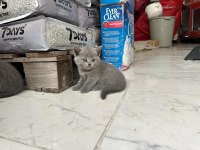 Yeni yavru british shorthair