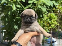 Pug dişi yavrum aşıları yapılı