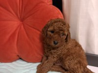 TOY POODLE YAVRULARI ERKEK