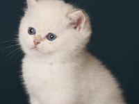 British shorthair golden point