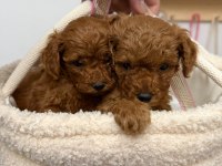 Premium Toy Poodle Yavrular Kocaeli
