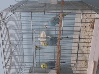 Rainbow renk güzeli muhabbet kuşu
