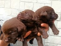 2 Aylık Cane Corso Yavrularımız