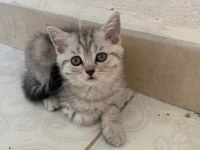 3 aylık british shorthair yavrularımız