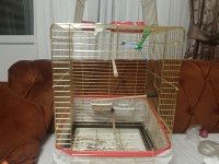Sultan papağanı yaninda kafes ve 5 kilo yem ve arac gerec