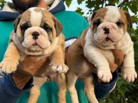 TOMBİŞ BULLDOG ÇOCUKLAR