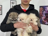 Ankara’da Ziyaret Pomeranian Boo Yavrularım 