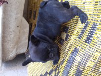 Safkan anne ve babadan french bulldog