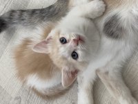 maviş british shorthair oğlum