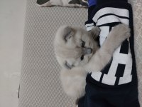 4 aylık scottish fold