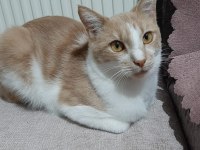 5 YAŞINDA AKILLI BOYLU POSLU KISIR ERKEK KEDİMİZ ÜCRETSİZ