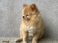 0 Boy Pomeranian Oğlumuz Yeni Yuvasını Arıyor