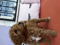 Dişi Red Poodle yavrumuz