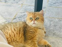 Çok acil yuva bu yakışıklı çocuğa kedimiz