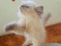 SCR'li Anne Babadan Blue Point Yavrular