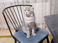 Kedi çiftleştirme scottish fold