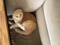 4 yaşında erkek scottish fold