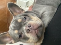 Lilac tan isabella taşıyıcı fluffy carier french bulldog
