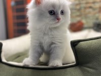 British longhair güzelliği @petclubadanaa